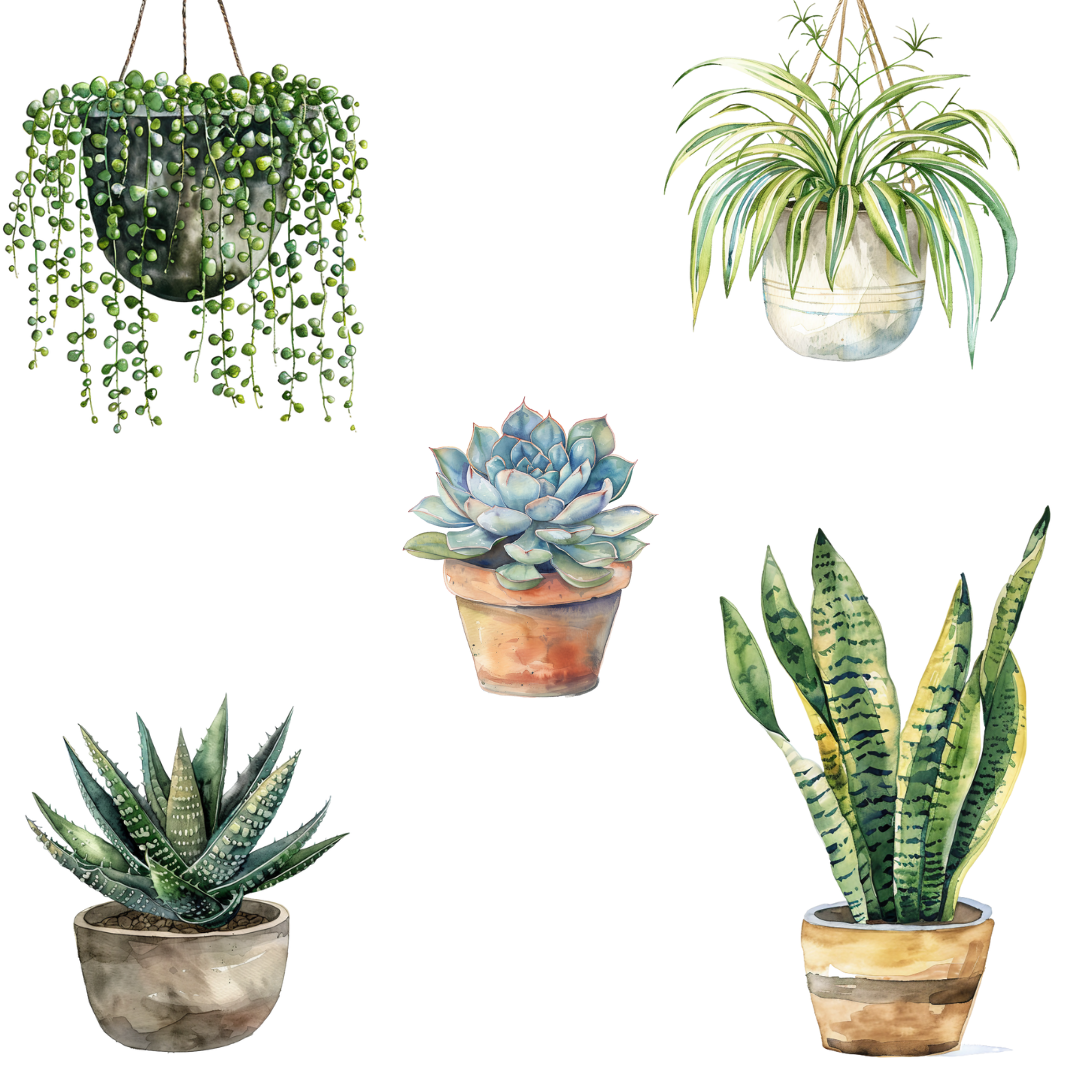 gallery of indoor succulents Indoor Plants and Succulents DIGITAL DOWNLOAD – Coffee in My Kitchen Shop